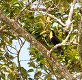 Toucan, Costa Rica