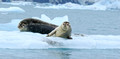 Jokulsarlon Lake, Iceland