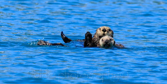 Kenia Fjords National Park, Alaska