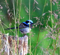 FAIRY WRENS