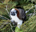 Geoffroy's tamarin, Panama