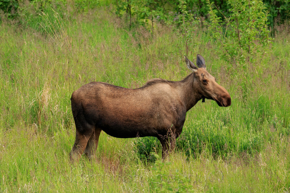 Moose, Potter Marsh Wildlife Area, Alaska