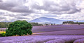 Bridestowe Lavender Estate, Tasmania
