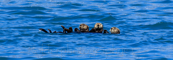 Kenia Fjords National Park, Alaska