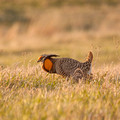 Greater Prairie Chicken, Female , Sandhills of Nebraska