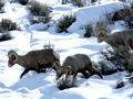 Winter Bighorn