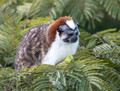 Geoffroy's tamarin, Panama