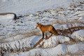 Red Fox, Wapusk National Park, Canada