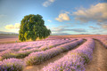 Bridestowe Lavender Estate, Tasmania
