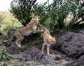 Playing Cheetah Cubs