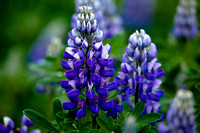 LUPINS