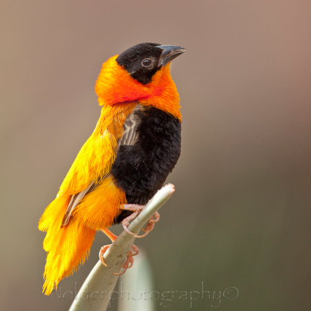 Orange Bishop Weaver