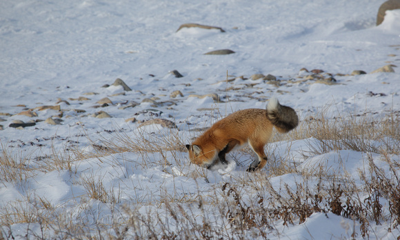 Red Fox, Wapusk National Park, Canada