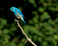 Mountain Bluebird