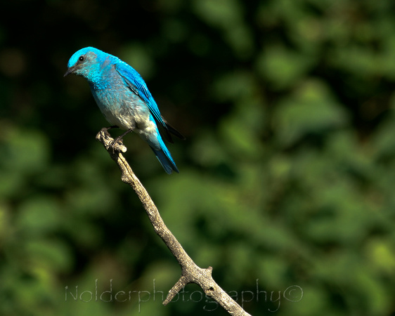 Mountain Bluebird