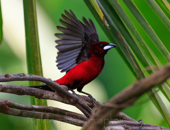 Crimson-backed Tanager, Panama