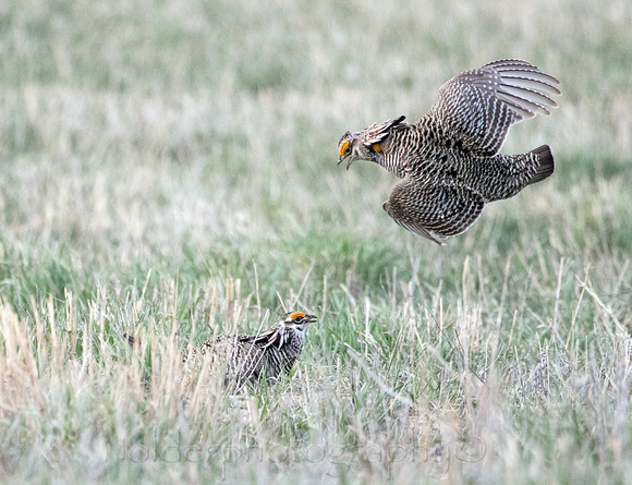 Greater Prairie Chicken, Sandhills of Nebraska