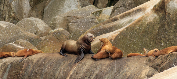 Kenia Fjords, National Park, Alaska