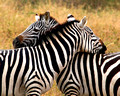 Crossed Zebras