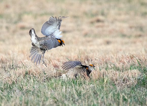 Greater Prairie Chicken, Sandhills of Nebraska