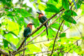 Rufous Motmot, Cerro Azul