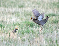 Greater Prairie Chicken, Sandhills of Nebraska