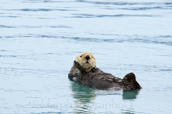 Kenia Fjords National Park, Alaska