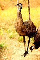 OTHER BIRDS