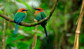 Broad-billed Motmot, Anton Valley , Panama