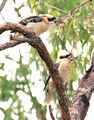 Kookaburra, Australia