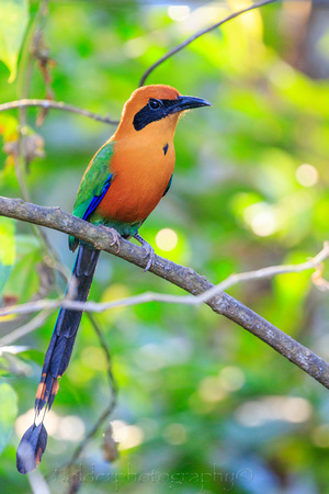 Rufous Motmot, Panama
