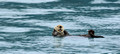 Sea Otters, Kenai National Park Alaska