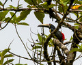 Collared Aracari, Costa Rica