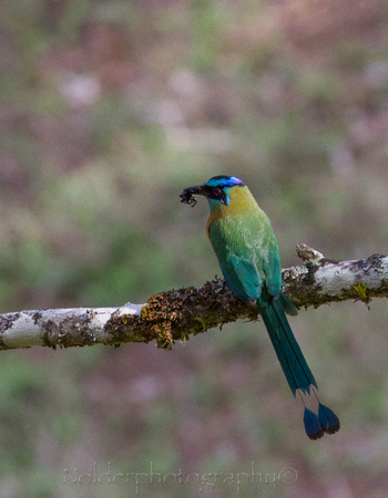 Blue Crowned Motmot,  Costa Rica