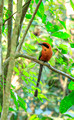Rufous Motmot, Cerro Azul, Panama