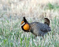 Greater Prairie Chicken, Sandhills of Nebraska