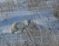 Arctic Fox, Wapusk National Park, Canada