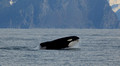 Orca     Kenai Fjords, National Park