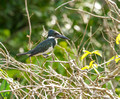 Amazon Kingfisher, Costa Rica