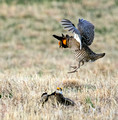 Greater Prairie Chicken, Sandhills of Nebraska