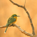 Little Bee Eater