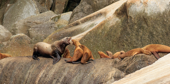 Kenia Fjords, National Park, Alaska