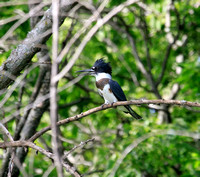 KINGFISHERS