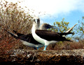 Blue footed boobies