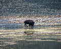 Yellowstone Bison