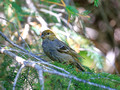 Pine Grossbeak, Alaska