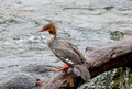 Common Merganser,Katmai National Park, Alaska