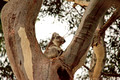 Kangaroo Island, Australia