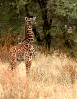 GIRAFFE
