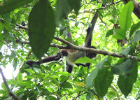 OTHER MAMMALS